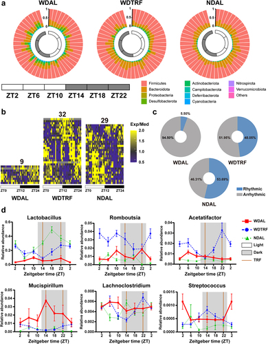 Figure 3. TRF reinstated microbial rhythmicity in WD-fed mice. (a) Dynamic changes in microbial composition at the phylum level over a 24-hour period. (b) Heatmaps of genera with significant rhythmicity in each group. (c) Relative abundance percentages of cyclical and noncyclical genera averaged across all time points. (d) Diurnal oscillations of several genera over the course of a day. n = 8 at each time point in each group. The data are presented as the mean ± SEM.