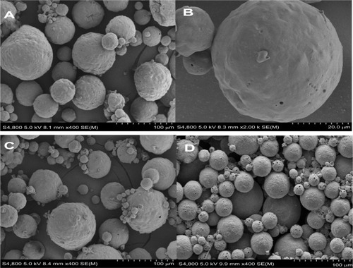 Figure 3 SEM images of morphology of BSA-loaded microspheres prepared with different surfactant ratios of Tween 80 to Span 80 of 3:2 (A and B), 7:3 (C), and 4:1 (D).Abbreviations: BSA, bovine serum albumin; SEM, scanning electron microscopy.