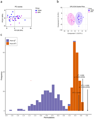 Figure 3 Principal components analysis (PCA) score plot (a) and OPLS-DA scores plot (b) indicated discrimination of the metabolites between the T2DM group and DPN group. Permutation test plot verified the OPLS-DA model (c): Q2 (cum)=0.658, R2X (cum)=0.523, R2Y (cum)=0.826. The abscissa of the model verification permutation test plot represents the accuracy of the model, the ordinate represents the frequency of the accuracy of 200 models in the 200 permutation tests, and the arrows indicate the location of the accuracy of this OPLS-DA model. R2X and R2Y respectively indicate the explanatory rate of the built model to the X and Y matrices, Q2 represents the predictive ability of the model. The closer the values of R2 and Q2 to 1, the better the model.