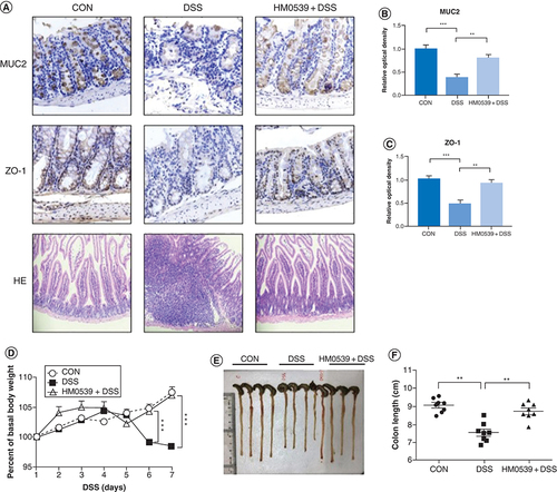 Figure 2. Protective effect of effector molecule HM0539 isolated from Lactobacillus rhamnosus GG on dextran sodium sulfate-induced colitis mouse models.Mice were randomly divided into control group (CON), DSS-colitis group (DSS) and HM0539-treated DSS-colitis group (HM0539 + DSS). Mice were gavage fed with pectin/zein control or pectin/zein beads containing HM0539 from days 1 to 9. DSS colitis was induced by adding 3% DSS in the drinking water from days 3 to 9. All mice were sacrificed at day 12, the colitis severity and intestinal dysfunction were evaluated. Immunohistochemical staining and semiquantitative analysis of MUC2 (A, upper panel, B), and ZO-1 (A, middle panel, C) of the colon section. (A, lower panel) HE staining of colon section (D) Body weight of mice from 1 to 7 days after DSS treatment. (E & F) Colon length of mice at day 12. Data are given as means ± SEM.**p < 0.01; ***p < 0.001.CON: Control group; DSS: Dextran sodium sulfate.Data taken from [Citation73].