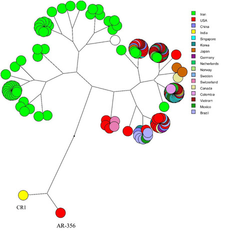 Figure 5 The multidimensional layout of global analysis of azurin gene in different isolates of P. aeruginosa according to UPGMA algorithms.
