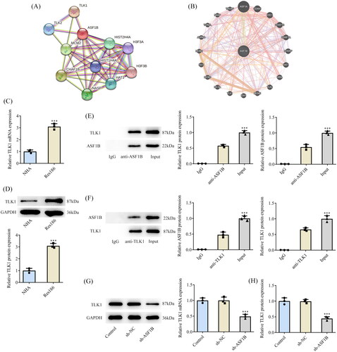 Figure 5. TLK1 interacts with ASF1B. STRING (A) and GeneMANIA (B) databases uncovered potential interactions between ASF1B and TLK1. (C and D) RT-qPCR and Western blot were used to detect the expression of TLK1 in LGG cells. ***p < 0.001 vs NHA. (E and F) The targeted binding of ASF1B and TLK1 was verified by ChIP assay. ***p < 0.001 vs IgG. (G and H) RT-qPCR and Western blot were used to detect the expression of TLK1 after depletion of ASF1B. ***p < 0.001 vs sh-NC.