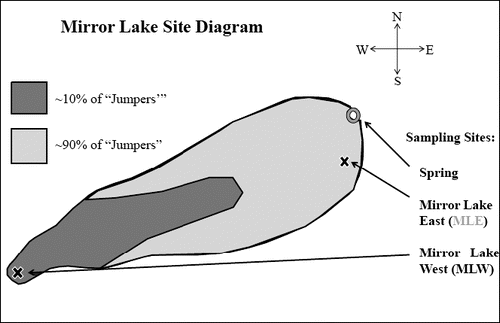 FIGURE 1: Map of Mirror Lake. The east and west sampling points are denoted by an X. More than 90% of the jumpers were observed on the east side of the lake.