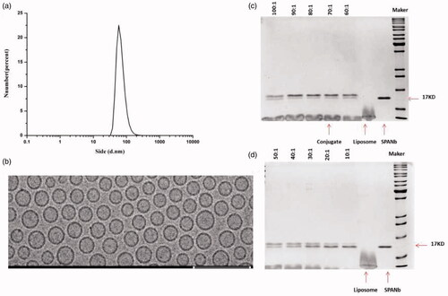 Figure 2. MPS-NSSLs-SPANb physicochemical characteristics and image of SDS-PAGE gel showing SPANb, NSSLs, and MPS-NSSLs-SPANb. (a) Particle size distribution of MPS-NSSLs-SPANb. The mean particle size is 89 ± 0.2 nm. (b) A Cryo-TEM image of MPS-NSSLs-SPANb. The scale bar represents 200 nm. (c, d) Humanized SPANb and liposomes (MPS-NSSLs) were mixed at the indicated molar ratios and crosslinked. The crosslink reaction products were loaded on a SDS-PAGE gel. The arrows are pointing to humanized SPANb, liposomes (MPS-NSSLs), and MPS-NSSLs-SPANb (MPS-NSSLs: humanized SPANb = 70:1), respectively.