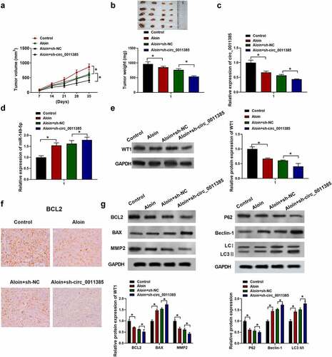 Figure 8. Aloin exerted tumor inhibitory effect via regulating circ_0011385/miR149-5p/WT1 axis in vivo. The HuH7 cells with or without shRNA treatment were subcutaneously injected into the left fank of BALB/c nude mice and allowed to grow for 5 weeks, saline or aloin (40 mg/kg) were given by intraperitoneal injection every day. (a) The tumor volume was measured every 7 days. (b) Tumors were removed and weighed on the 35th day. (d) qRT-PCR analysis of miR-149-5p expression in tumor tissue. (e) Immuno-blotting analysis of WT1 expression in tumor tissue. (f) Immunohistochemistry assay of BCL2. (g) Relative expressions of apoptosis-related protein (BCL2, BAX, MMP2) and autophagy-related protein (P62, Beclin-1, LC3 I, LC3 II) were detected by Western blot, GADPH was used as internal reference. Data were presented as mean±SEM (n ≥ 3). *P < 0.05 versus control and aloin +sh-NC