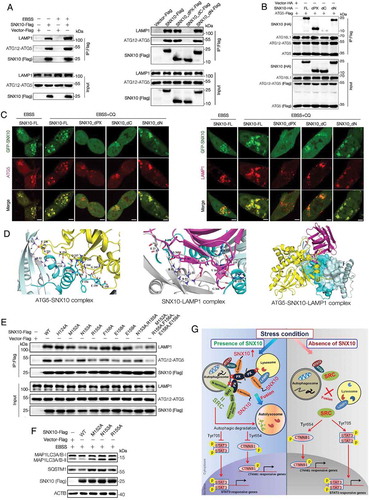 Figure 7. Both PX-domain and C-terminus of SNX10 are critical for its function in autophagy-lysosomal pathway. (A) Left panel: Lysates of SNX10-Flag transfected HCT116 cells treated with or without EBSS for 3 h were subjected to immunoprecipitation analysis. Right panel: Lysates of Flag-tagged full-length SNX10 or its different truncated mutants transfected HCT116 cells were subjected to immunoprecipitation analysis. (B) HCT116 cells were co-transfected with Flag-tagged ATG5 and HA-tagged different lengths of SNX10. Whole cell lysates were subjected to immunoprecipitation analysis. (C) HCT116 cells were transfected with GFP-tagged full-length SNX10 or its different truncated mutants, followed by EBSS and/or CQ (50 μM) treatment for 3 h. Antibodies were used to detect endogenous ATG5 or LAMP1. Scale bar: 5 μm. (D) Cartoon model of ATG5-SNX10-LAMP1 complex. SNX10 dimer is pale cyan and shows two extending helices; the PXe domain is cyan; ATG5 is yellow; LAMP1 is magenta. Crucial amino acid numbers in ATG5-SNX10 and SNX10-LAMP1 complex were marked. Hydrogen bonds and salt bridges formed among these amino acids were depicted as red dash lines. A part of the crystal surface structure of ATG5-SNX10-LAMP1 complex was shown. (E) Pull-down assay of ATG12-ATG5 and LAMP1 by Flag-tagged WT SNX10 or its different point mutants. (F) HCT116 cells transfected with SNX10 point mutants (M152A or N153A or R155A) plasmids were treated with EBSS for 3 h, followed by immunoblotting analysis. (G) Proposed mechanisms for SNX10 in integrating autolysosomal formation and SRC targeted autophagic degradation to control SRC and downstream STAT3 and CTNNB1 signaling activation cascade.