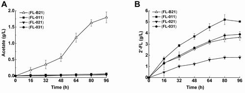 Figure 5. Metabolite production profiles of FL-011, FL-021 and FL-031 strains cultivated in flasks. (A) Acetate, (B) 2'-FL for FL-011, FL-021 and FL-031.Note: All experiments were conducted at least thrice and the error bars represent the standard deviations.