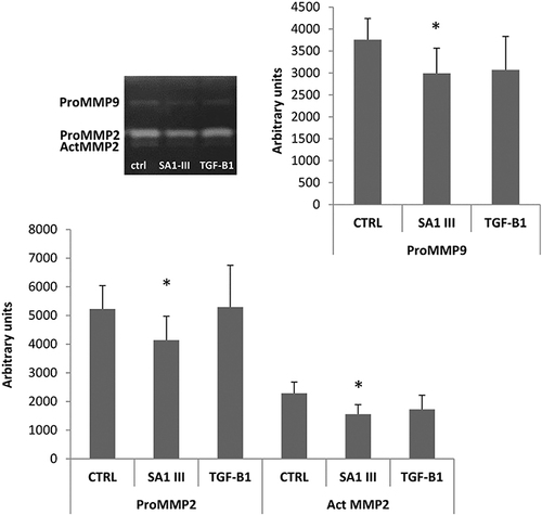 Figure 2 Effect of SA1-III (20 mM) peptide and TGF-beta (10 ng/mL) on the secretion and activation of gelatinases MMP-9 (upper right panel) and MMP-2 (lower panel) in culture medium.Citation11 *P<0.05 statistically significant difference (Student’s t-test for paired data) from the corresponding control. Reproduced from Cipriani C, Pascarella S, Errante F, et al. Serpin A1 and the modulation of type I collagen turnover: effect of the C-terminal peptide 409–418 (SA1-III) in human dermal fibroblasts. Cell Biol Int. 2018;42(10):1340–1348. Copyright 2018, John Wiley and Sons.