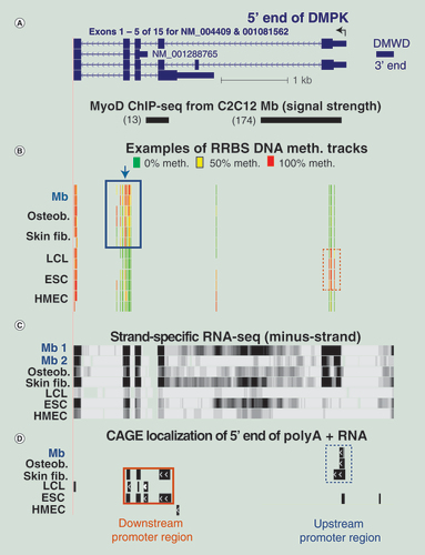 Figure 5.  DNA methylation in the downstream promoter region of DMPK is associated with preferential use of the upstream promoter. (A) Four of the DMPK isoforms are shown with the C2C12 Mb-inferred MyoD binding sites underneath (chr19:46,281,791–46,286,517). (B) Examples of RRBS tracks are given as in Figure 2. Arrow, position of the CpG within the ZNF143 binding motif in this region. (C) Strand-specific RNA-seq for the minus-strand RNA profile with a vertical viewing range of 0–200. (D) 5′ ends of poly(A)+ RNA mapped by CAGE from genome-wide profiles. Dashed box, region with more methylation in LCL, ESC and HMEC samples than for the other cell types; solid box, region with more methylation in Mb, osteoblasts and skin fibroblasts than for the other cell types.CAGE: Cap analysis gene expression; ESC: Embryonic stem cell; HMEC: Human mammary epithelial cell; LCL: Lymphoblastoid cell line; Mb: Myoblast; RRBS: Reduced representation bisulfite sequencing.