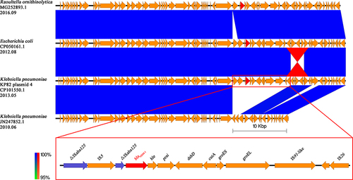 Figure 7 Comparison of the blaNDM-1 carrying KP82 plasmid 4 with other related plasmids The region spanning the blaNDM-1 on the KP82 plasmid 4 is detailed in the red box. The blaNDM-1 genes are emphasized in red. Other genes are depicted as arrows according to their direction of transcription and are shown in yellow. Blue and red shadings indicate nucleotide identities among strains.