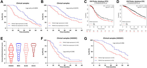 Figure 3 P4HA2 expression is associated with poor prognosis in patients with EOC. (A and B) Kaplan–Meier curves of progression-free survival (A) and overall survival (B) in EOC patients categorized by P4HA2 expression; (C and D) the Kaplan–Meier plotter platform (http://www.kmplot.com) resulted that patients with the high P4HA2 expression was significantly associated with short progression-free survival (C) and poor overall survival (D) in EOC; (E) The P4HA2 expression in different pathological types. (F and G) Kaplan–Meier curves of progression-free survival (F) and overall survival (G) in HGSOC patients categorized by P4HA2 expression.
