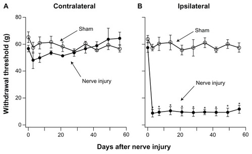 Figure 3 Development of prolonged allodynia after nerve injury. Hindlimb withdrawal thresholds were determined over the 8-week test period (n = 6). (A) Withdrawal thresholds of the contralateral hindlimb showed no significant difference in sham and PNI sheep. (B) Withdrawal thresholds of the ipsilateral hindlimb of PNI sheep were significantly reduced 3 days after nerve injury and remained reduced for the 8 weeks of the study.