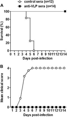 Fig. 5 Passive transfer of anti-VLP sera fully protected newborn mice against lethal infectionGroups of naive ICR mice (age <24 h) were i.p. injected with 20 µl of anti-VLP or control sera, and 1 day later i.p. inoculated with 1.2 × 105 TCID50 of US/MO/14-18947. Following challenge, mice were monitored daily for a survival and b clinical score for 14 days. Clinical scores were graded as described in the legend of Fig. 4. The numbers of mice in each group were shown in brackets