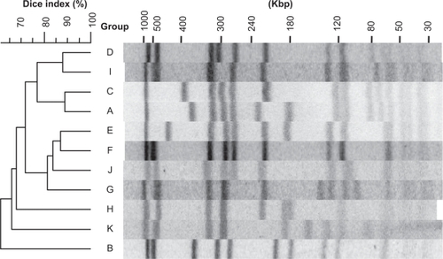Figure 1 PFGE profiles and a phylogeny of MRSAs grouped into 11 unique DNA types. The PFGE profiles were digitized, and the degree of homology was calculated by the unweighted pair-group method. The DNA profiles that showed over ∼90% identity were classified into the same group. The groups of MRSA that showed unique DNA profiles but consisted of less than four strains were excluded from this figure. A dendrogram was derived from PFGE analysis of SmaI-digested chromosomal DNA.