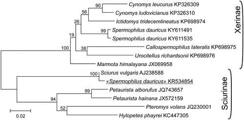 Figure 1. Maximum-likelihood phylogenetic tree of the relationships among 12 species of Marmotini based on mtDNA control region sequences is constructed in MEGA6. Numbers above branches specify bootstrap percentages (1000 replications). The GenBank numbers for the mitochondrial genomes of all species are also shown.