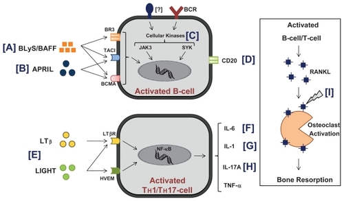 Figure 1 Molecular targets of drugs in clinical trials for rheumatoid arthritis.