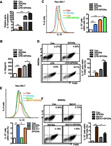 Figure 4 SPIONs promotes IL-10-secreting macrophages to undergo autophagy. (A) mRNA expression of IL-10 in RAW 264.7 cells pre-treated with LPS (100 ng/mL) for 2 h followed by no stimulation or stimulation with 200 µg/mL SPIONs for 24 h. (B) IL-10 in culture supernatants was measured by ELISA assays. (C, D) Proportion of IL-10+ cells in RAW 264.7 cells and BMDMs cells was determined by flow cytometry. (E, F) The percentage of IL-10+ cells in RAW 264.7 cells and BMDMs pre-treated with the Baf-A1 (10 µM) for 2 h followed by no stimulation or stimulation with 200 µg/mL SPIONs for 24 h was determined by flow cytometry. Data with error bars are presented as the mean ± SD. Each panel is a representative experiment of at least three independent biological replicates. *p<0.05, **p<0.01, ***p<0.001 as determined by unpaired Student’s t-test.Abbreviations: SPIONS, superparamagnetic iron oxide nanoparticles; LPS, lipopolysaccharide; IL-10, interleukin-10; Baf-A1, Bafilomycin A1.