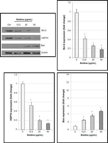 Figure 9 Western blot analysis of boldine-treated MDA-MB-231 cells. Cells were treated with boldine for 24 hours before being lysed and subjected to separation by sodium dodecyl sulfate polyacrylamide gel electrophoresis. Proteins were then transferred to membrane and probed with antibodies against Bax, Bcl-2, and heat shock protein 70. The membrane was reprobed with anti-β-actin antibody as the loading control. The band densities of the boldine-treated samples were normalized to the control. Data are shown as the mean ± standard deviation (n=3). Data were analyzed by the Student’s t-test (*P<0.05).