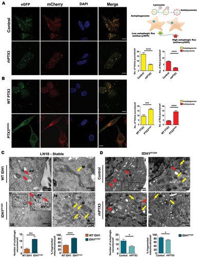 Figure 5. Autolysosome formation in glioma cells is PTX3-dependent. (A) Representative confocal images of LN18 glioma cells transfected with mCherry-EGFP-LC3B construct showing autophagosome formation. Schematic depicts autophagosome degradation during the process of autophagic flux. Panel shows reduced autophagosome and autolysosome formation indicated by the yellow and red colored vacuoles in the presence of rhPTX3 as compared to control cells. Scale bar: 10 µm. Graph represents the number of yellow puncta (GFP+ mCherry+, autophagosomes) and red puncta (GFP− mCherry+, autolysosomes). Data from 15 cells under each condition from n = 2 biological replicates are presented as mean ± s.e.m. ****P < 0.0001 (two-tailed Student’s t-test). (B) Panel shows increase in autolysosome formation upon PTX3N220Q transfection due to progressive quenching of GFP (autolysosome formation causing red fluorescence emission). Scale bar: 10 µm. Graph represents the number of yellow puncta and red puncta. Data from 15 cells under each condition from n = 2 biological replicates are presented as mean ± s.e.m. ***P < 0.001; ****P < 0.0001(two-tailed Student’s t-test). (C) Electron micrographs show increased autophagic vacuoles (panel iii; red arrows) and mitochondrial fragmentation (panel iv; yellow arrows) in IDH1R132H cells compared to WT IDH1 cells which shows more elongated mitochondria (panel ii; yellow arrow) and fewer autophagic vacuoles (panel i; red arrow). Bar graphs show number of autophagic vacuoles and percentage fragmented mitochondria in the two conditions. Values represent the means ± s.e.m. (Scale bar: 200 nm, magnification: 40000x). ***P < 0.001; ****P < 0.0001 (two-tailed Student’s t-test). (D) Representative TEM images show decrease in autophagic vacuoles and mitochondrial fragmentation when IDH1R132H cells were treated with rhPTX3. Bar graphs represents number of autophagic vacuoles and percentage fragmented mitochondria upon rhPTX3 treatment. Values represent the means ± s.e.m. (Scale bar: 500 nm, magnification: 30000x). *P < 0.05 (two-tailed Student’s t-test).