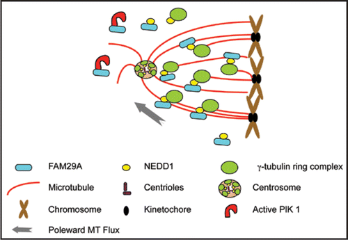 Figure 1 FAM29A mediates MT amplification in spindle assembly and in k-fiber maturation. Active kinase of Plk1 targets FAM29A to spindle microtubules and FAM29A directly interacts with and recruits NEDD1, the targeting subunit of γTuRC. Spindle-associated γTuRC then promotes microtubule nucleation required for spindle assembly and k-fiber formation. Drawings for various cellular structures are representative, but not to the scale.