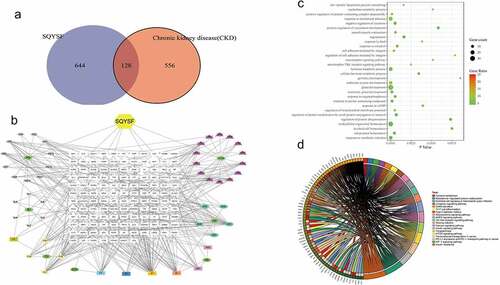 Figure 3. Network pharmacological analysis of SQYSF. (a) SQYSF and CKD target intersection gene Venn diagram. (b) drug-active ingredient-target network diagram. SQYSF represents the drug Shenqi Yanshen Formula; HQ, BJ, CX, SDH, HS, DH, and YYH represent the 7 single-drugs of Shenqi Yanshen Formula: Astragalus, Biejia, Chuanxiong, Rehmannia, Red Ginseng, Rhubarb and Yin Sheep Huo. (c) Intersection gene GO analysis BP bubble chart. The Y-axis on the left is the name of the GO pathway, and the abscissa is the p value. (d) Signal pathway enrichment map. The larger the circle, the more the number of genes compared to the pathway, and the darker the color indicates the higher the proportion of the compared genes in the pathway. KEGG pathway enrichment analysis circle picture. The right side of the outermost circle is the name of the signal pathway, and the left side is the gene. The inner circle on the left indicates the significance p value of the corresponding pathway of the gene.