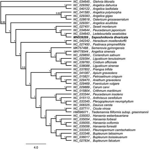 Figure 1. Phylogenetic tree inferred by Maximum Likelihood (ML) method based on 40 representative species. A total of 1000 bootstrap replicates were computed and the bootstrap support values are shown at the branches. GenBank accession numbers were shown in Figure 1.