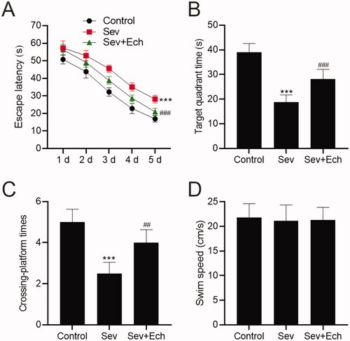 Figure 7. Ech mitigates Sev-induced cognitive deficits in rats. (A) The rat escape latency, (B) time spent in the target quadrant, (C) crossing platform times within 60 s, and (D) swim speed were assessed by MWM assay. Compared with the control group, *p < 0.05, ***p < 0.001. Compared with the Sev group, #p < 0.05, ##p < 0.01, ###p < 0.001.