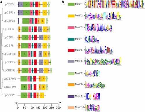 Figure 2. Different motifs analysis diagram in LpCBF proteins. (a) Different motifs were identified using the MEME search tool. Different motifs are indicated by different colors. Boxes represent conserved motifs among the proteins analyzed. (b) Amino acid chain-length and sequence information for Motif 1 to 10.