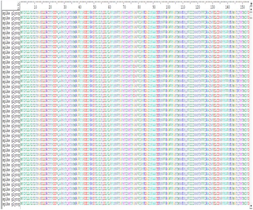 Figure 8. Alignment of spike proteins.