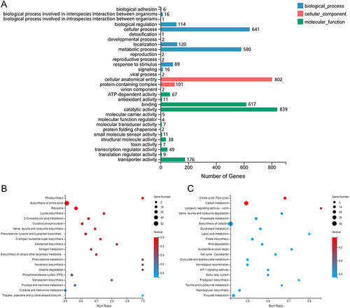 Figure 9 Differential gene expression involved in the BY2 treatment of S. aureus upon transcriptome sequencing.
