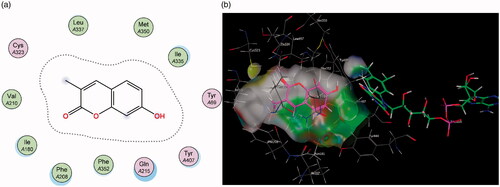 Figure 3. (a) Diagrammatic representation of compound 1’s lack of binding interactions with amino acids in MAO-A’s active site. (b) 3D docking simulation showing 1 indicated in pink within the MAO-A active site.