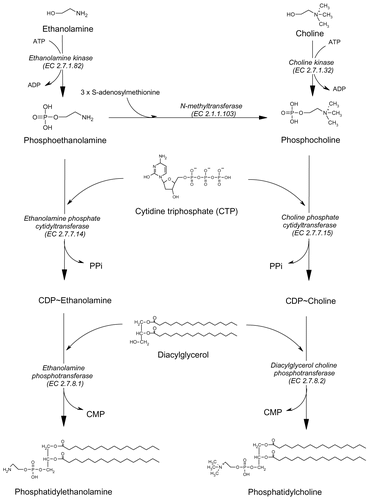 Figure 1.  Biosynthesis of phosphatidylcholine and phosphatidylethanolamine.