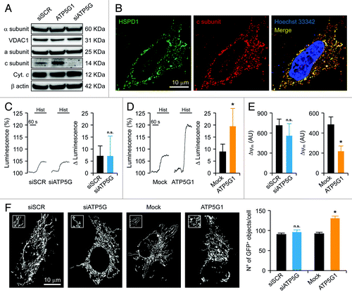 Figure 1. Mitochondrial alterations ensuing the downregulation or overexpression of the c subunit of the FO ATP synthase in HeLa cells. (A and B) Human cervical carcinoma HeLa cells were either transfected with a control siRNA (siSCR) or a mix of siRNAs targeting ATP5G1, ATP5G2 and ATP5G3 (siATP5G) for 48 h (A) or, alternatively, subjected to mock transfection or transfected with a plasmid encoding MYC-tagged ATP5G1 for 24 h (A and B), and then processed for either the immunoblotting-assisted detection of the FO c subunit, the FO a subunit, the F1 α subunit, cytochrome c (Cyt. c) and voltage-dependent anion channel 1 (VDAC1) (A) or the immunofluorescence-microscopy assisted visualization of heat shock 60 kDa protein 1 (HSPD1) and the FO c subunit (via the MYC tag). In (A) (reporting representative results), β actin levels were monitored to ensure the equal loading of lanes. (C and D) HeLa cells were transfected as in (A and B) but in combination with a plasmid coding for a mitochondrially targeted variant of luciferase, then stimulated with 100 μM histamine (Hist) and monitored for light emission over time upon the exogenous administration of luciferin. Representative traces as well as quantitative data illustrating the Hist-induced increase in luminescence (means ± SEM, n = 6) are reported. *p < 0.05 (unpaired Student’s t-test), as compared with equally stimulated, mock-transfected cells; n.s. = non-significant (unpaired Student’s t-test), as compared with equally stimulated, siSCR-transfected cells. (E) HeLa cells transfected as in (A and B) and then maintained in baseline conditions were stained with tetramethylrhodamine methyl ester (TMRM) for the assessment of mitochondrial transmembrane potential (ΔΨm). Quantitative data (means ± SEM, n = 5) are reported. *p < 0.05 (unpaired Student’s t-test), as compared with mock-transfected cells; n.s. = non-significant (unpaired Student’s t-test), as compared with siSCR-transfected cells. (F) HeLa cells were transfected as in (A and B) but in combination with a plasmid encoding a mitochondrially targeted variant of GFP, then maintained in control conditions and analyzed by 3D deconvolution fluorescence microscopy. Representative images and quantitative data illustrating the number of GFP+ 3D objects per cell (means ± SEM, n = 7) are reported. *p < 0.05 (unpaired Student’s t-test), as compared with mock-transfected cells; n.s. = non-significant (unpaired Student’s t-test), as compared with siSCR-transfected cells.