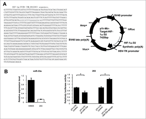 Figure 6. miR-33a directly targets HIF-1α. (A) pYr-Mir-Target-HIF-1α-3U luciferase report plasmid profile. The left is HIF-1α 3'UTR (NM_001530) sequence inserted into pYr-Mir-Target-HIF-1-3U dual luciferase reporter plasmid. Red area is the predicted loci which hsa-miR-33a binds to. The right is pYr-Mir-Target-HIF-1-3U dual luciferase reporter plasmid sketch. (B) Real-time PCR detection of miR-33a relative expression levels in WM35 and 293 cells. When miR-33a overexpressed in 293 cells, the dual luciferase activity decreased; while when endogenous miR-33a was down-regulated in 293 cells, the dual luciferase activity increased (*P < 0.05).