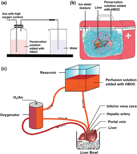 Figure 9. Application of HBOC in solid organ preservation. (a) Pre-oxygenation process of HBOC-added preservation solution. (b) Static cold preservation of isolated liver after pre-oxygenation with the HBOC-added preservation solution. (c) Mechanical perfusion of the isolated liver after pre-oxygenation. Adapted with permission from [Citation14]. Copyright 2021 Cao et al.