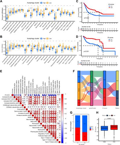 Figure 5 Construction and validation of autophagy-immune score (AI-score) for bladder cancer patients. (A and B) The boxplot showed the fraction of tumor immune infiltrating cells in high- and low AI-score subgroup in the autophagy clusters in training set (A) and testing set (B). (C and D) Kaplan–Meier survival curves showed that the Low AI-score subgroup had worse overall survival (OS) than the high AI-score subgroup in training set (C) and testing set (D). (E) Spearman analysis showed the correlation between AI-score and tumor immune infiltrating cells. Red represented positive correlation and blue represented negative correlation. (F) Sankey diagram showed the relationship among autophagy clusters, gene cluster, AI-score and survival status (Alive or Dead). (G) The proportion of bladder cancer patients with survival status in high and low AI-score subgroup. (H) The boxplot showed remarkable differences in AI-score across survival status. ***p < 0.001.