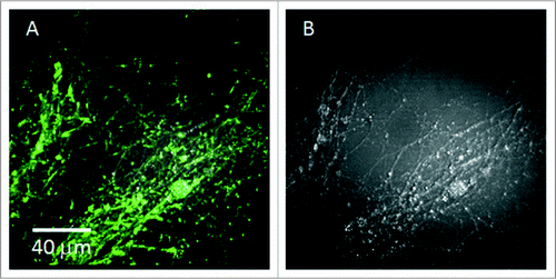 Figure 6 Phalloidin labeling of F-actin of neurites compared to CA RS images. (A) Overlaid image of signals from phalloidin labeling and CA RS. (B) CA RS image of the location shown in (A). The image exhibited lower contrast due to the higher non-resonant CARS signal resulting from the fixation of the sample.
