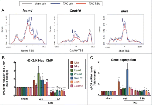 Figure 5. TAC confers histone acetylation and HDAC inhibition attenuates the increase in histone acetylation and gene expression on NFκB target genes. (A) Increased promoter acetylation of Icam1, Cxcl10, and Il6r genes (blue line, blue arrow) are attenuated by HDAC inhibition with TSA (red line, red arrow). (B) Chromatin immunopurification of acetylated H3K9/K14 histones in the LV tissues assessed by real time qPCR on NFκB target genes. N = 4–7/group, TAC veh vs. sham veh: * P < 0.05; ** P < 0.01, *** P < 0.001; TAC TSA vs. TAC veh: # P < 0.05; ## P < 0.01; ### P < 0.001. (C) Gene expression changes were validated using qPCR of NFKB target genes. n = 4-5/group, TAC veh vs. sham veh: * P < 0.05, ** P < 0.01; *** P < 0.001; TAC TSA vs. TAC veh: # P < 0.05; ## P < 0.01; ### P < 0.001. Cxcl10, chemokine (C-X-C Motif) ligand 10; Il6ra, interleukin-6 receptor; Il21r, interleukin-21 receptor; Icam1, intercellular adhesion molecule-1; Ticam2, toll-like receptor adaptor molecule 2; Traf3, TNF receptor-associated factor 3; Vcam1, vascular cell adhesion molecule 1.