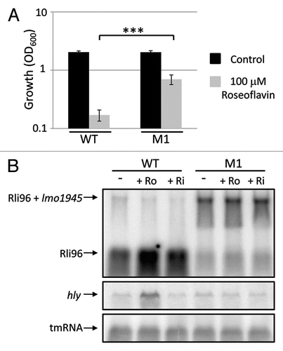 Figure 4 Mutations in the FMN riboswitch allows Listerial growth and expression of Imo1945 in the presence of roseoflavin. (A) Wild-type or M1 strains were grown for 10 hours in BHI in the absence or presence of roseoflavin at a concentration of 100 µM. Growth was measured by optical density (OD600). Samples were compared to the control without added compound and shown as mean values with standard deviations (n = 6) and statistical analysis [Student t-test (two-tailed) (***p < 0.001)]. (B) L. monocytogenes wild-type or M1 strains were grown in BHI to an OD600 = 0.25 when roseoflavin (Ro) or riboflavin (Ri) (100 µM) was added for ∼1.5 generations before RNA extraction. Northern blot was hybridized with PCR-generated, radioactively labeled DNA probes complementary to Rli96, hly and tmRNA (control), respectively.