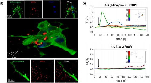 Figure 9. (a) Barium titanate nanoparticles (BTNP) characterised by confocal fluorescence microscopy of BTNPs associating with SHY5Y cells and cell's neurites. (b) Calcium imaging of SH-SY5Y-derived neurons in response to ultrasonic stimulation at 0.8 W cm−2 without BTNP and with BTNP [Citation109]. (Reproduced from Ref [Citation109] with permissions of American Chemical Society (Copyright 2018)).