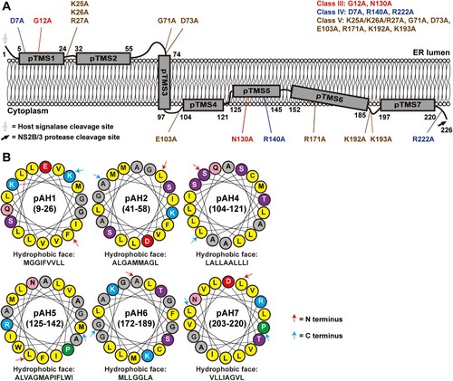 Figure 8. A topological model of ZIKV NS2A. (A) A model of ZIKV NS2A membrane topology. See text for details. Class III, IV, and V mutations are depicted on the topology model. (B) Helical wheel representations of NS2A fragment 9–26, 41–58, 104–121, 125–142, 172–189, and 203–220. The amphiphilic helix regions were analyzed using Heliquest server (heliquest.ipmc.cnrs.fr/). The best 18-residue windows are presented. The amino acids forming the hydrophobic surface of each helix wheel are depicted. Yellow, gray, blue, red, purple, pink, and green circles indicate nonpolar, glycine/alanine, positively charged, negatively charged, polar, amide, and proline amino acids, respectively. The first and last residues in each helical wheel are indicated by a red and blue arrow, respectively.