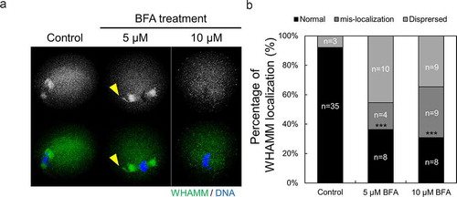 Figure 5. Localization of WHAMM is affected by ER to Golgi apparatus transport. (a and b) Representative images were stained for DNA (blue), cortical actin (Schmitt and Nebreda), and WHAMM (green), showing dispersed localization of WHAMM in control and 50 or 100 μM BFA-treated oocytes. Oocytes were fixed 8 h after meiotic resumption and then immunostained. BFA treatment caused abnormal WHAMM localization and failed accumulation of WHAMM near the chromosome. Scale bar: 20 μm. (c) Abnormal localization of WHAMM increased in BFA-treated oocytes compared to the control group. n values are indicated. ***P < 0.001