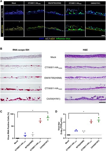 Figure 8. Immunostaining and RNAscope in situ hybridization of influenza NP expression in Air-Liquid Interface (ALI) culture of Human Bronchial Epithelial Cells (HBEpC). Immunostainings of ALI culture of HBEpC (A). Blue, nucleus (DAPI); green, influenza NP; light grey, Mal II(α2,3); yellow, SNA(α2,6). Total magnification, × 400 for each figure. Scale bar, 50 μm. ALI-HBEpC organoid was infected with each virus and at 24 h post-infection, each infected organoid tissue was fixed, and RNAscope in situ hybridization and H&E staining on the consecutive sections of the same organoid sites were performed. RNAscope in situ hybridization (B, left panel) and H&E-stained (B, right panel). Scale bar, 50 μm. Influenza viral RNA was detected using an influenza NP probe (Advanced Cell Diagnostics, 504141) and was visualized using RNAscope 2.5 HD Reagent Kit RED. Positive influenza NP cumulative number from influenza NP stained HBEpCs in each slide (400x magnification) and data are presented as mean values ± SEM (n = 3 per virus) (C). Viral titres in ALI cultured NHBE cells 48 h after infection with each virus (D). The limit of virus detection was 0.8 log10TCID50/mL (dashed lines). * indicates p < 0.05.