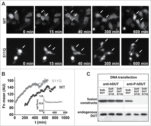 Figure 5. Phosphorylation-dependent cellular localization pattern of dUTPase. (A) Live-cell microscopy of daughter cells. Transfected 293T cells were observed during at least one full cell cycle. Still images were taken from Video S1. The once-nuclear pool gets slowly re-imported into the nucleus. (B) Kinetic analysis of protein re-import dynamics of the daughter cells indicate similar import kinetics but different lag phases for the WT protein and the S11Q mutant (kobs = 0.0044 min−1 ± 7% and 0.0043 min−1 ± 8%, respectively). (C) Western blot shows cognate phosphorylation of exogenous dUTPases.