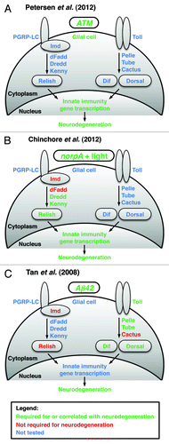 Figure 1. The diagrams summarize the work of Petersen et al. (2012), Chinchore et al. (2012) and Tan et al. (2008) that examined the role of the innate immune response in Drosophila models of human neurodegenerative diseases, (A) A-T, (B) retinal degeneration and (C) Alzheimer disease, respectively. Each panel depicts the key membrane-bound and cytoplasmic factors in the two primary innate immune response pathways and indicates through color-coding (see legend) which factors have been genetically implicated in neurodegeneration. Each panel also indicates through color-coding whether the innate immune response occurs in glial cells and whether nuclear events (i.e., innate immunity gene transcription) have been shown to occur.