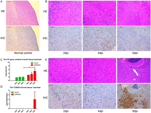 Figure 5. Histopathology of brain tissue and the brain viral titre. A: HE staining and immunohistochemical staining of brain samples from normal mice. B: The brain of mice challenged with A/Zhejiang/DTID-ZJU01/2013(H7N9). The different degrees of injury at 2, 4, and 6 days after virus inoculation (original magnification, 200×). C: The H7 gene content in brain tissue. D: The TCID50 of the brain leachate. E: The brain of mice challenged with A/Guangdong/GZ8H002/2017(H7N9). The different degrees of injury at 2, 4, and 6 days after virus inoculation (200×). HE: Hematoxylin eosin staining; IHC: Immunohistochemical staining; dpi: days post infection.