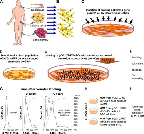 Figure 1 Schematic overview of procedures used in this study.Notes: (A, B) Isolation and expansion of MSCs from various tissues; (C) infection of MSCs with retrovirus carrying yCD∷UPRT suicide gene; (D) Selection of cell population of yCD∷UPRT gene-transduced cells; (E) labeling of yCD∷UPRT-MSCs with Venofer overnight; (F) preparation and harvesting conditional medium; (G) size characterization of yCD∷UPRT-MSCs/Venofer exosomes in comparison with Venofer; (H) treatment of tumor cells with CM from yCD∷UPRT-MSCs/Venofer cells and exposition to AMF; (I) determination of viability of tumor cells.Abbreviations: 5-FU, 5-fluorouracil; AMF, alternating magnetic field; CM, conditioned medium; MSCs, mesenchymal stem cells; yCD∷UPRT, yeast cytosine deaminase∷uracil phosphoribosyl transferase suicide fusion gene.