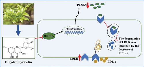 Figure 5. Schematic diagram of the mechanism by which DMY regulates the PCSK9/LDLR pathway. PCSK9, proprotein convertase subtilisin/kexin type 9. LDLR, low-density lipoprotein receptor. HNF1A, hepatocyte nuclear factor 1A. LDL-c, low-density lipoprotein cholesterol.
