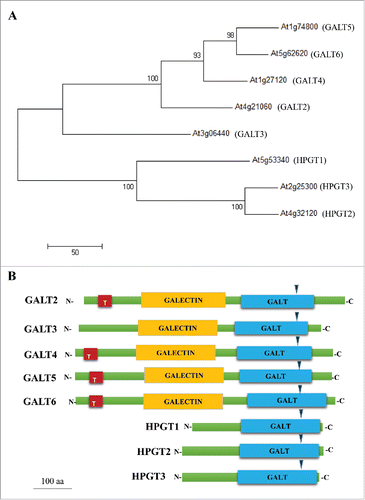Figure 1. In silico analysis of Hyp-GALTs for AGPs. (A) Phylogenetic tree of the Arabidopsis Hyp-GALT members which act on AGPs. The glycosyltransferase sequences were retrieved from the Carbohydrate-Active enZYmes (CAZY) database (http://www.cazy.org/GT1_eukaryota.html) and NCBI database. The full-length amino acid sequences of the Arabidopsis Hyp-GALTs were aligned with Clustal Omega and the maximum parsimony tree was generated using MEGA 6.Citation39 Numbers at the nodes indicate bootstrap values calculated for 1000 replicates (>50%). The scale bar represents 50 amino acid substitutions. (B) Protein structure of the 8 Hyp-GALT genes found in Arabidopsis. Blue arrowheads indicate the position of the DXD motif, which is predicted for UDP-galactose binding. TMHMM (http://www.cbs.dtu.dk/services/TMHMM/) was used to predict the transmembrane domain (T); Pfam domain predictions: Pf01762 identified the Galactosyltransferase (GALT) domain (http://www.sanger.ac.uk/Software/Pfam/) and Pf00337 identified the Galactose-binding lectin (GALECTIN) domain.
