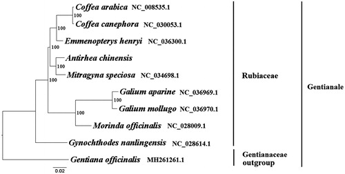 Figure 1. The best ML phylogeny recovered from 10 complete plastome sequences by RAxML. Accession numbers: Antirhea chinensis (this study), Emmenopterys henryi NC_036300.1, Galium mollugo NC_036970.1, Mitragyna speciosa NC_034698.1, Gynochthodes nanlingensis NC_028614.1, Morinda officinalis NC_028009.1, Coffea arabica NC_008535.1, Galium aparine NC_036969.1, Coffea canephora NC_030053.1, outgroup: Gentiana officinalis MH261261.1.